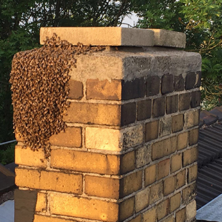 Schädlingsbekämpfung Wildes Bienenvolk umsetzung